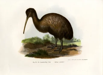 Kiwi, 1864